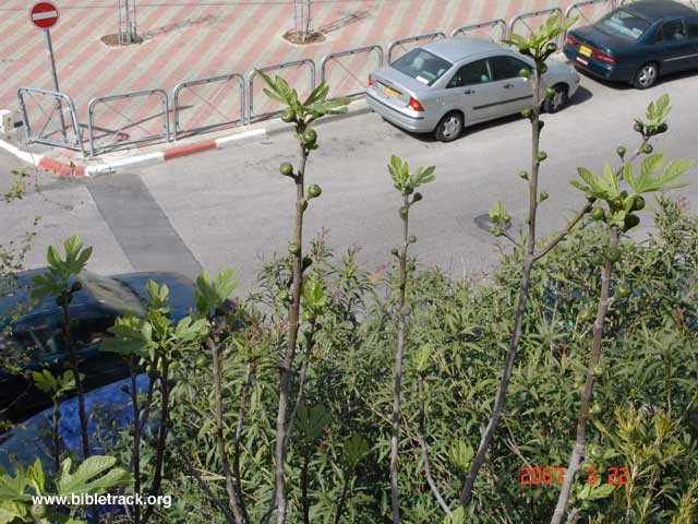 Fig Tree in Israel 03-22-07