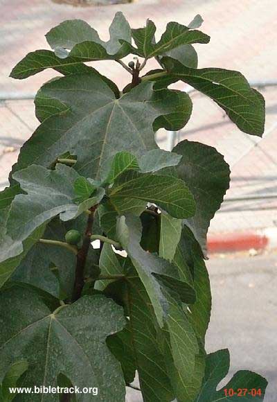 Fig Tree in Israel 10-27-04